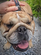 Luksus Massagebørste 2i1