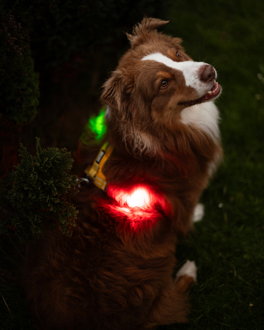 Reelight switch safety light (red/white)