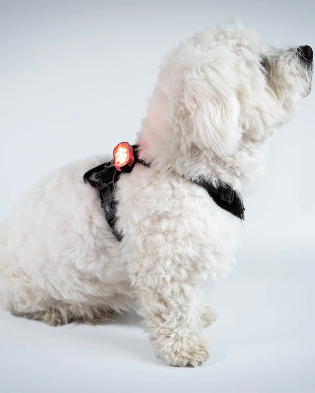 Reelight switch safety light (red/white)