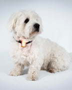 Reelight SWITCH safety light (orange/white)