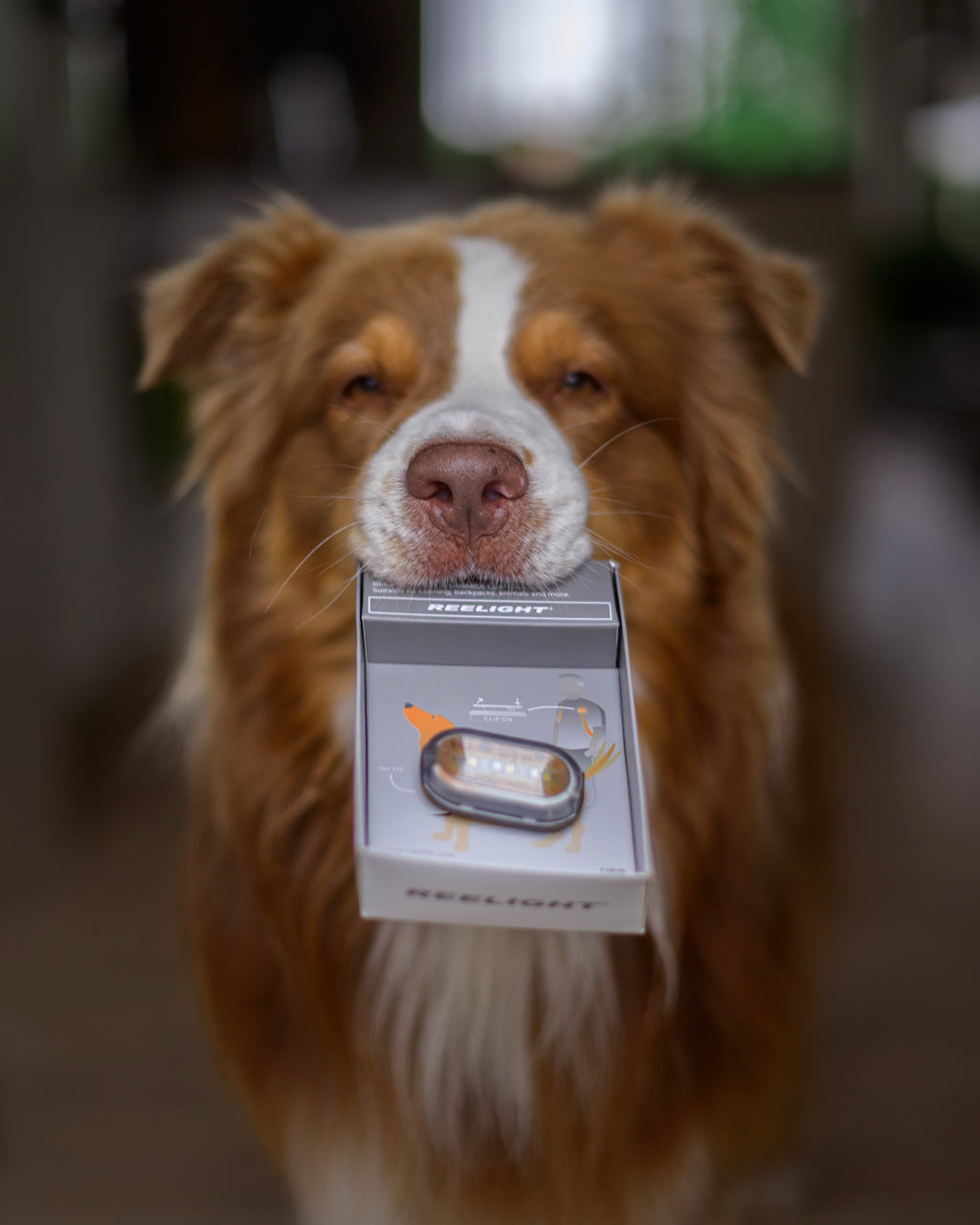 Reelight SWITCH safety light (orange/white)