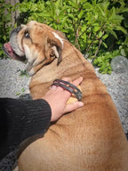 Luksus Massagebørste 2i1