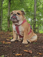 B&B Waterless shampoo DeLuxe - 200ml.